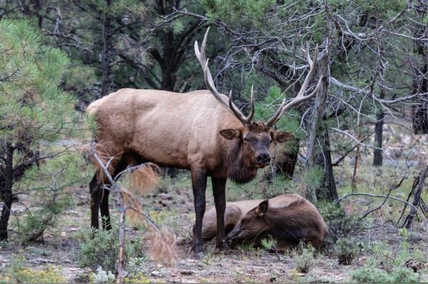 Elk