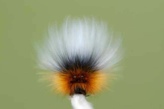 Close-up of a garden tiger moth